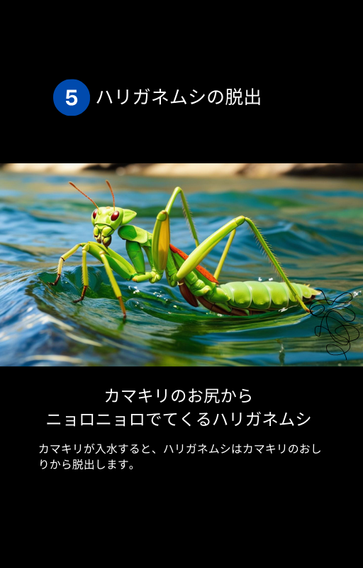 ムック本　ミニム　生き物のっとり　内容　サンプル