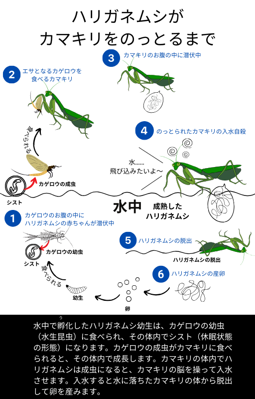 ムック本　ミニム　生き物のっとり　サンプル
