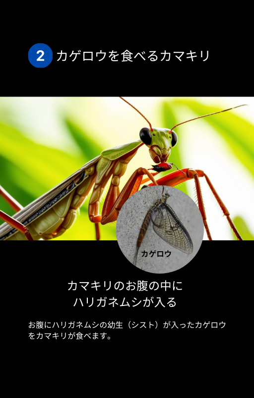 ムック本　ミニム　生き物のっとり　表紙内容